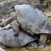 tortoise_galapagos_pa_h_0026_ecu2050.jpg